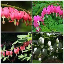 Bleeding Heart How To Grow Dicentra Spectabilis Garden Flower Beds Bleeding Heart Growing Hydrangeas