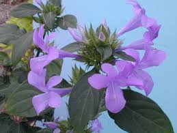 Image result for Barleria cristata