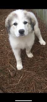 19,592 likes · 1,402 talking about this · 297 were here. Big Dog Rescue Project Bigdogrescuepr1 Twitter
