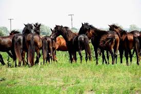 Respectați această zonă naturală, nu rupeți flori, fructe, nu călcați vegetația și nu deranjați animalele. PÄdurea Letea Povestea Nemuritoare Din Delta DunÄrii Descopera Dobrogea