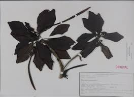 Image result for Rhizophoraceae