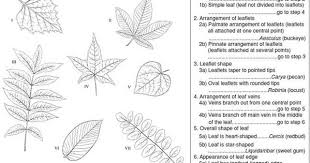 11 A Dichotomous Key Dichotomous Key 7th Grade Science Biology