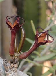 Image result for Ceropegia abyssinica