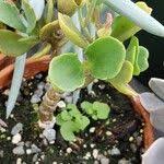 Image result for Kalanchoe glaucescens
