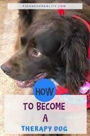 How To Become A Therapy Dog - Fidose Of Reality