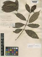 Image result for Gaertnera paniculata