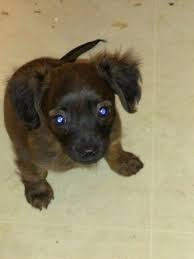 Miniature Long Haired Dachshund Chihuahua Mix Named Rue At 20 Weeks Old Long Haired Miniature Dachshund Long Haired Dachshund Chiweenie