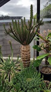 Image result for Euphorbia persistentifolia