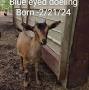 Blue eyed Nigerian Dwarf goats for sale from tuscaloosa.craigslist.org