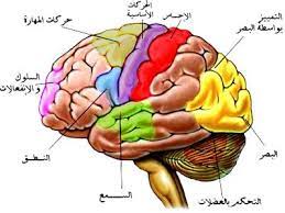 مركز التحكم في الدماغ المسؤول عن عمليات التفكير و اتخاذ القرارات و هو اهم جزء في الدماغ bowser physiology character
