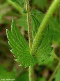 Image result for Agrimonia