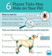 You Can Take Your Tick Prevention 1 Step Further And Check Your Dog After Every Hike Lyme Disease In Dogs Ticks On Dogs Dog Care Tips