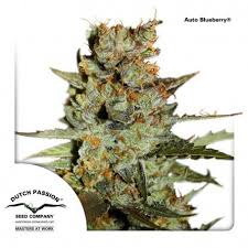 Blackberry auto by fastbuds is a feminised autoflowering cannabis seed that has its origins in the cross of a cream caramel auto and a purple kush. Autoblackberry Kush Dutch Passion Autoflowering Marijuana Seeds