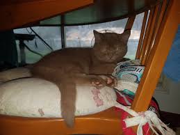 As befits his british heritage, he is slightly reserved, but once he gets to the cheshire cat was undoubtedly a british shorthair. Fawn Cinnamon And A Furdinkum British Shorthair Cats Facebook