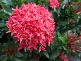 These low growing shrubs require little maintenance. 35 Beautiful Florida Shrubs Photos Garden Lovers Club