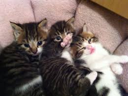 Bastet the tabby kitten is a little star in her home. Cute Tabby Kittens For Sale London South East London Pets4homes