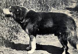 Jack London S The Call Of The Wild Nature Faker Neh Edsitement
