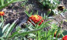 Image result for Rhynchosia tricuspidata