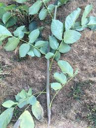 Check spelling or type a new query. Help Identifying A Weed Tree On My Property 426596 Ask Extension