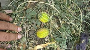 Image result for Cucumis prophetarum