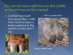 When camels do refill, however, they soak up water like a sponge. A Camel Is An Even Toed Ungulate Within The Genus Camelus There Are Two Species Of Camels The Dromedary Or Arabian Camel Has One Hump The Bactrian Ppt Download