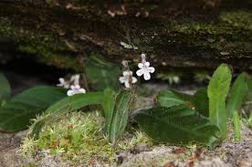 Image result for Streptocarpus hirticapsa