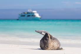 Wouldn't say do or make. Tour Andes Galapagos Multi Country Lima Tours 337615