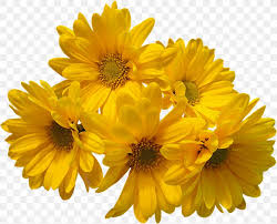 For instance, the red rose bouquet is perfect for confessing love whereas a bouquet of yellow roses is in demand to show friendship. Flower Bouquet Common Daisy Yellow Png 1600x1292px Flower Annual Plant Blue Calendula Chrysanths Download Free