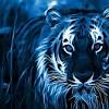 Download your favourite wallpaper clicking on the blue download button below the wallpaper. 1