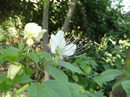 Image result for Crateva