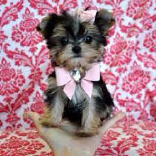 Here at florida puppies we don't have time for puppy mills or backyard breeders. Pin On Dogs