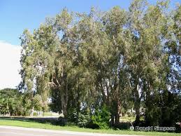 Image result for Melaleuca leucadendron