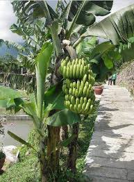 Check spelling or type a new query. Tanaman Pisang Hias Yang Di Jual Di Sinox Nursery Semarang Sinox Nursery