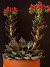🖤Echeveria 'Black prince'🖤 Esta... - Amynedd Suculentas | Facebook