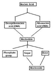 polymers and monomers