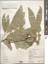 Image result for Glenniea