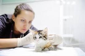Although there are genetic influences which occur in the womb, a kitten is not born with a defined character. Kitten Facts 22 Things To Know To Keep Them Thriving Catster