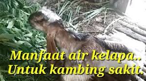 Kambing lemas gak mau berdiri malas makan bengong,suka tiduran saja,itu karena kurangnya nutrisi gisi mineral juga vitamin pada kambing atau . Mengobati Kambing Tidak Mau Makan Dan Lemas Youtube