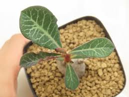 Image result for Monadenium pseudoracemosum