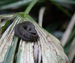 4 Baby Snakes That Look Like Worms 1 Is Extremely Small