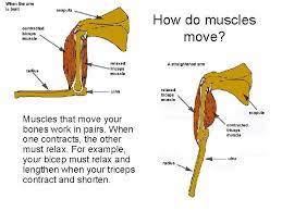 Excitation contraction coupling and the sliding filament theory. The Muscular System Three Functions 1 Produce Movement