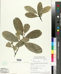 Image result for Garcinia kingaensis