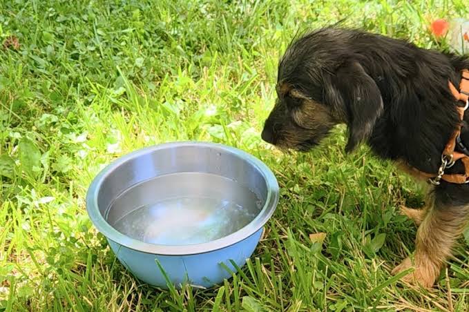 6 Surprising Daily Pet Care Tips - West Park Animal Hospital