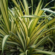 Image result for Phormium