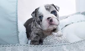 However, blue eyes are undesirable. Dior Merle Micro English Bulldog
