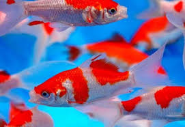 Ikan berkembang biak dengan cara bertelur terjadi karena pembuahan di. Ikan Komet Bertelur Dalam Akuarium Info Pendidikan Dan Biologi