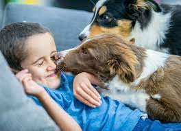 Why Do Dogs Lick Your Face And Is It A Problem Petmd