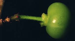 Image result for Margaritaria