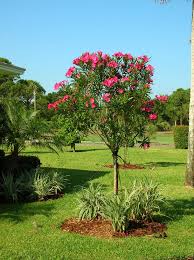 Accents Topiaries Delray Garden Center Trees To Plant Garden Trees Garden Center