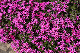 Teppich Flammenblume Phlox Douglasii Crackerjack Plants Planters